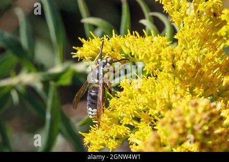 Calvo-fronted il cornetto (Dolichovespula macolato) foraging sui fiori del goldenrod in Iowa Foto Stock