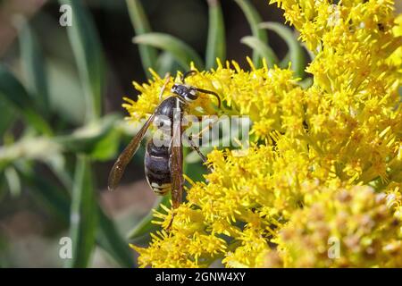 Calvo-fronted il cornetto (Dolichovespula macolato) foraging sui fiori del goldenrod in Iowa Foto Stock