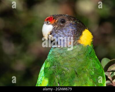 Un ritratto di un Ringneck australiano della razza occidentale, noto come il ventotto pappagallo, fotografato in una foresta dell'Australia sud-occidentale. Foto Stock