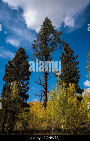 Ponderosa Pine e Quaking Aspen con cielo blu e nuvole bianche. Foto Stock