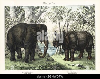 Elefante indiano in pericolo, Elephas maximus indicus, e rinoceronte indiano, Rhinoceros unicornis. Chromolithograph di Gotthilf Heinrich von Schubert's Natural History of Animal Kingdom for School and Home (Naturgeschichte des Tierreichs fur Schule und Haus), Schreiber, Monaco di Baviera, 1886. Foto Stock