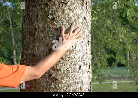 Mano dell'uomo che tocca la corteccia dell'albero. Salvare il pianeta o concetto di conservazione. Foto Stock