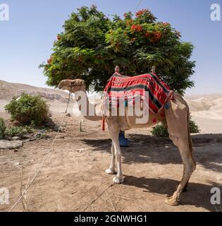 Un cammello di fantasia sotto un albero nel deserto della Giudea, Israele Foto Stock