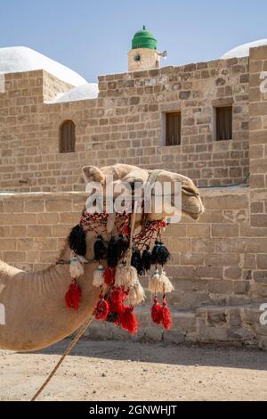 Nabi Musa, Israele - 26 settembre 2021: Un cammello di fantasia vicino al mausoleo del profeta Mosè nel deserto della Giudea, Israele. Foto Stock