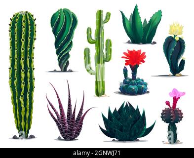Cactus messicani, cartoon pickly succulent piante con fiori e fiori. Set vettoriale di cactus del deserto con punte e fiori in fiore. Cactus messicani tropicali isolati su bianco Illustrazione Vettoriale