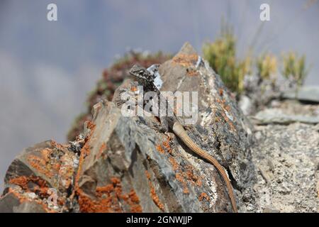 primo piano di un po' di lucertola su una roccia Foto Stock