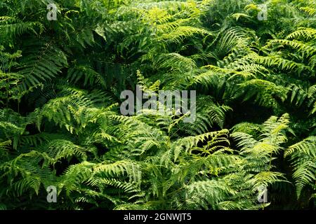 Ostrich fern (Matteuccia struthiopteris), Emilia-Romagna, Italia Foto Stock