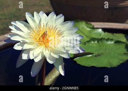 Bella pale Blue Nymphaea caerulea acqua Giglio che fiorisce alla luce del sole Foto Stock