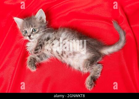 Carino gattino grigio giace su una coperta rossa vista dall'alto. Piccolo gatto soffice invecchiato 1 mese Foto Stock