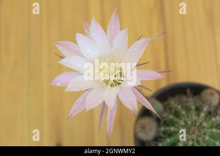 Primo piano di un bellissimo fiore di Cactus - echinopsis oxigona. Concetto di come far fiorire il cactus Foto Stock