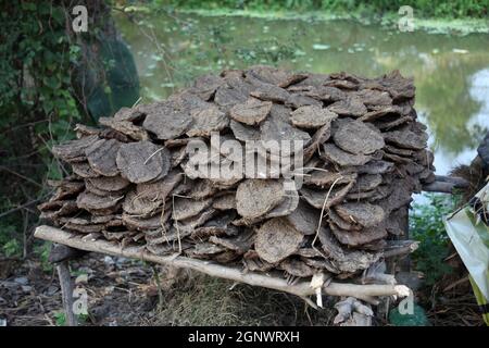 Asciugare sterco di vacca, India Foto Stock