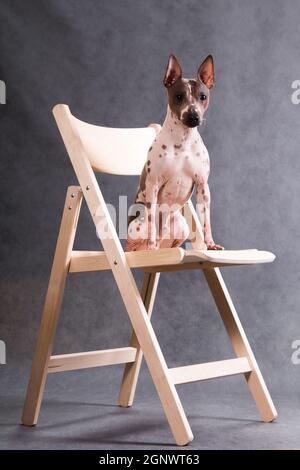 Sedia su cui il cane di razza il terrier americano senza capelli siede Foto Stock