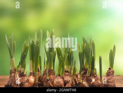 Bulbi di Daffodil su un tavolo di legno con sfondo sfocato natura e svasature, sfondo stagionale, periodo di primavera Foto Stock