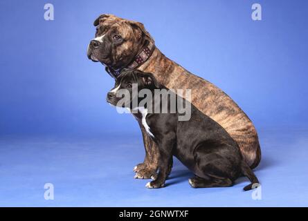 Due cani, un adulto e un cucciolo, razza americana Staffordshire Terrier, tigre marrone e nero con bianco, seduto in uno studio al coperto, su uno sfondo blu Foto Stock