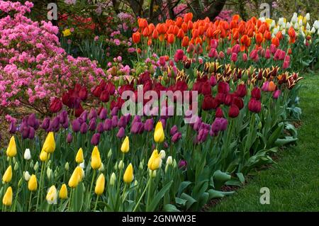 Tulips impianto di massa, giardino Cherrydell, Leura, Blue Mountains, NSW con azalee in background., Credit:Chris L Jones / Avalon Foto Stock