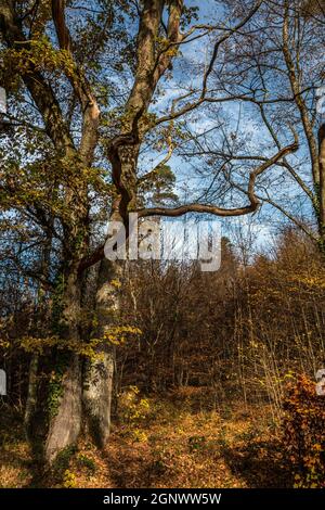 Grande vecchio albero di quercia nel mezzo della foresta Foto Stock