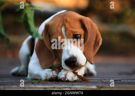 Beagle cane masticare pensierosamente una lama di erba Foto Stock