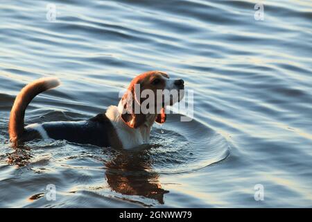 Il cane Beagle, anche in piedi in acqua, continua a cacciare. Foto Stock