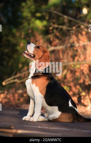 Ritratto di un cane beagle seduto in profilo Foto Stock