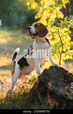 Il cane Beagle si alza su un ceppo di foresta e guarda via Foto Stock