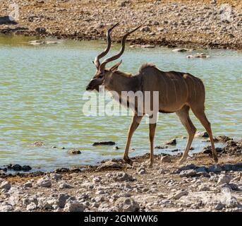 Grande Kudu al waterhole nel nord Namibia Foto Stock
