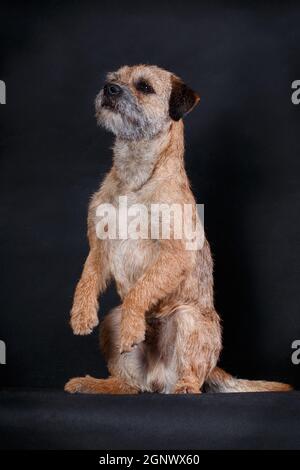Cane razza bordo Terrier seduta in una posa di 'coniglietto' su sfondo nero nello studio Foto Stock