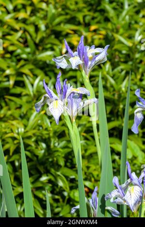 Iris missouriensis una pianta fiorente di primavera con un fiore di primavera viola blu comunemente noto come Fla Missouri o bandiera blu occidentale, foto di stock imag Foto Stock