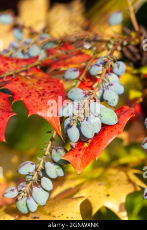 Mahonia Japonica conosciuto anche come l'uva Oregon un arbusto sempreverde giardino nativo dell'Asia, foto stock Foto Stock