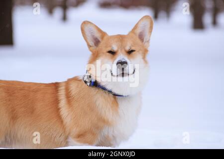 Cane rosso gallese Corgi Pembroke razza su una passeggiata in l'inverno nel parco sorridente Foto Stock