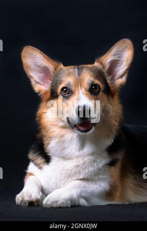 Rosso e bianco con il cane nero gallese Corgi Pembroke sdraiato su sfondo nero e sorridente Foto Stock