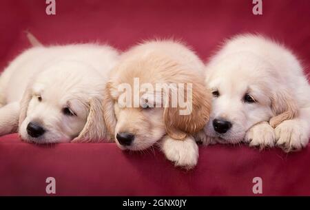 Tre piccoli cuccioli intelligenti di razza Golden Retriever mentono uno sfondo rosa e addormentarsi Foto Stock