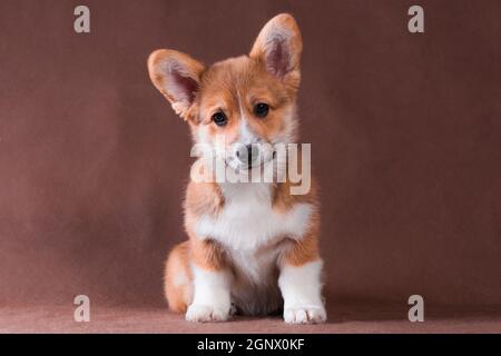 Gallese Corgi Pembroke piccolo cane rosso seduto su un beige sfondo e sorridente Foto Stock