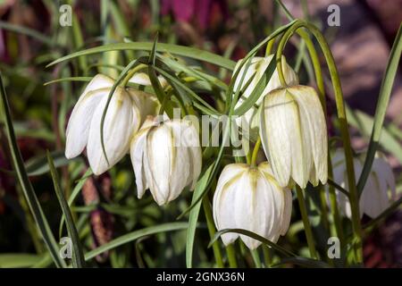 Fritillaria meleagris alba comunemente conosciuto come testa del serpente fritillary una pianta comune della lampadina fiorente della molla Foto Stock