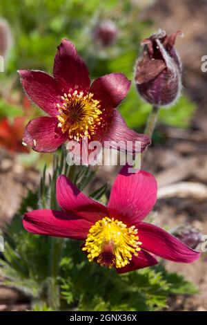 Pulsatilla vulgaris 'Pinwheel Dark Red Shades' una pianta di fiori perenni di colore rosso primaverile, comunemente conosciuta come pasque flower Foto Stock