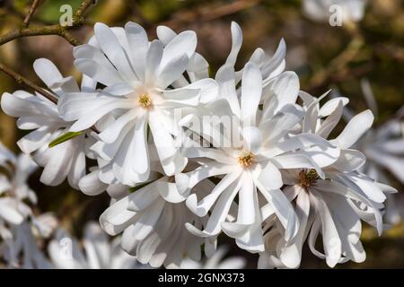 Magnolia Stellata un arbusto di fiori bianchi di primavera o un piccolo albero comunemente conosciuto come la stella magnolia Foto Stock