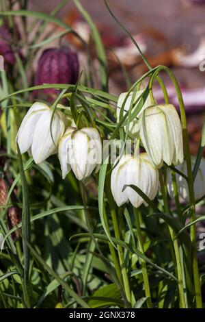 Fritillaria meleagris alba comunemente conosciuto come testa del serpente fritillary una pianta comune della lampadina fiorente della molla Foto Stock