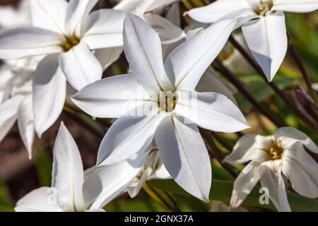 Allium moly 'Jeannine' una pianta fiorente di primavera Foto Stock