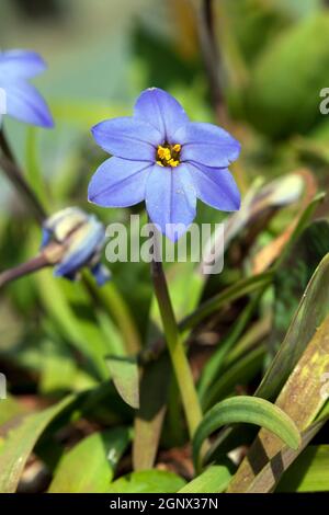 Ipheion 'Jessie' una pianta di fiori perenni blu di primavera comunemente conosciuta come stella Foto Stock