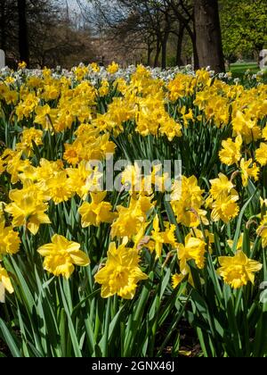 Narciso (narcissus) una pianta di fiori gialli primavera che cresce all'aperto in un parco pubblico durante la stagione primaverile, foto stock Foto Stock