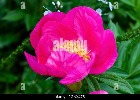 Peony 'Honor' (paeonia) un fiore giallo rosa primavera estate che è un'immagine di riserva di pianta erbacea perenne fiorente primaverile Foto Stock