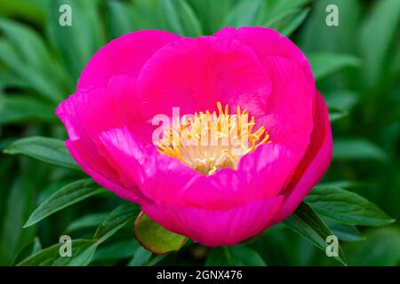 Peony 'Honor' (paeonia) un fiore giallo rosa primavera estate che è un'immagine di riserva di pianta erbacea perenne fiorente primaverile Foto Stock