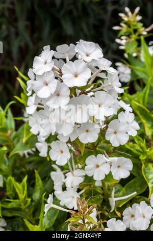 Phlox carolina 'Miss Lingard' una pianta erbacea primaverile estiva fiore bianco Foto Stock