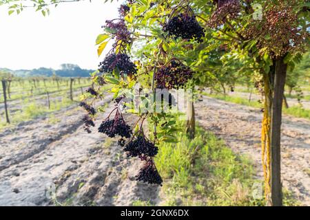 Il sambuco orchard in Ungheria centrale Foto Stock