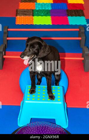piccolo cane nero si erge su un parkour in trattamento fisico Foto Stock