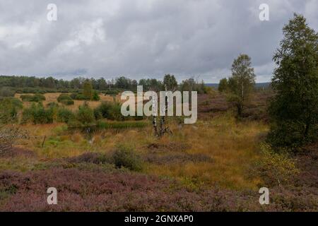 Palude in beglio chiamato Hautes Fagnes in autunno Foto Stock