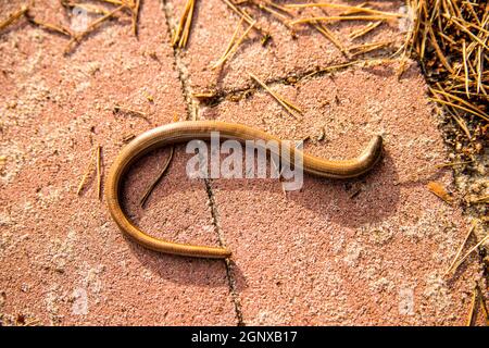 Blindworm europea su una strada Foto Stock