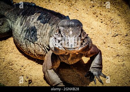 Cammina sul drago Komodo della giungla (Singapore). Luogo di tiro: Singapore Foto Stock