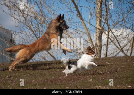 Cani sincroni grandi e piccoli, Tervuren (Pastore belga) e Papillon, corrono insieme, si muovono, saltano, in estate all'aperto nel parco Foto Stock