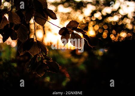 Foglia illuminata da una luce solare al tramonto da vicino | luce del tramonto che brilla attraverso le foglie su un ramo con bella bokeh chiaro-scuro sullo sfondo Foto Stock