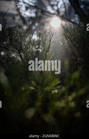 Piante forestali e fili di ciottoli con gocce d'acqua e particelle che brillano nell'aria in raggi solari che brillano attraverso gli alberi sullo sfondo Foto Stock